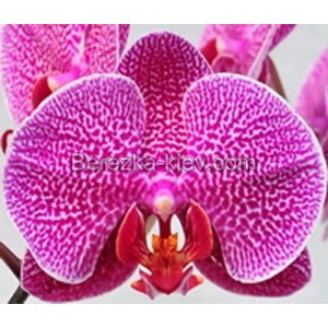 Орхидея 1 ветка (taida-prince-taida)
